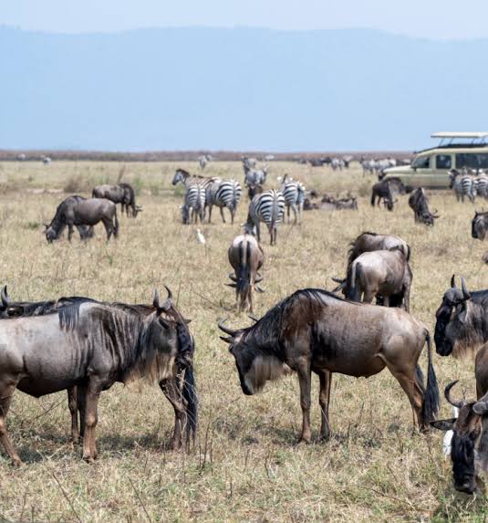 Luxury Wildlife Experiences During a Tanzania Honeymoon Safari