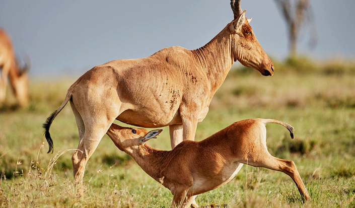 Romantic Wildlife Experiences in Tanzania