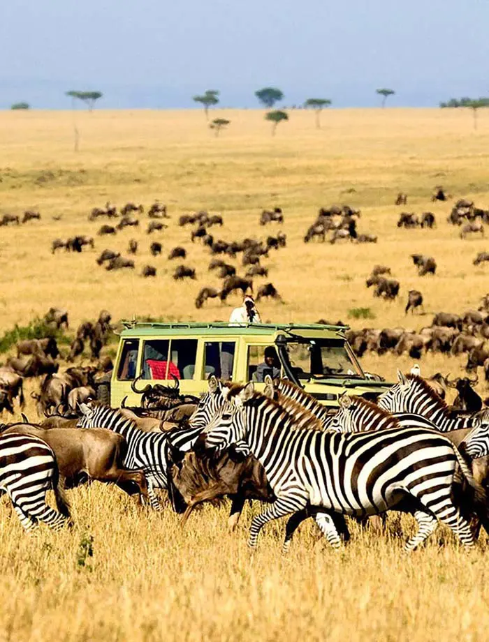 Wildlife Experiences in Tanzania