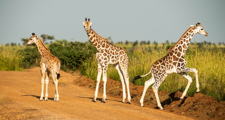 Luxury Wildlife Experiences During a Uganda Honeymoon Safari