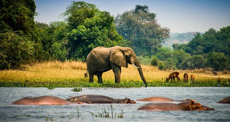 Romantic Wildlife Experiences in Uganda