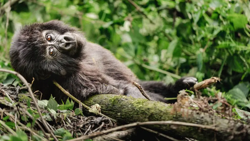 Wildlife Experiences in Uganda