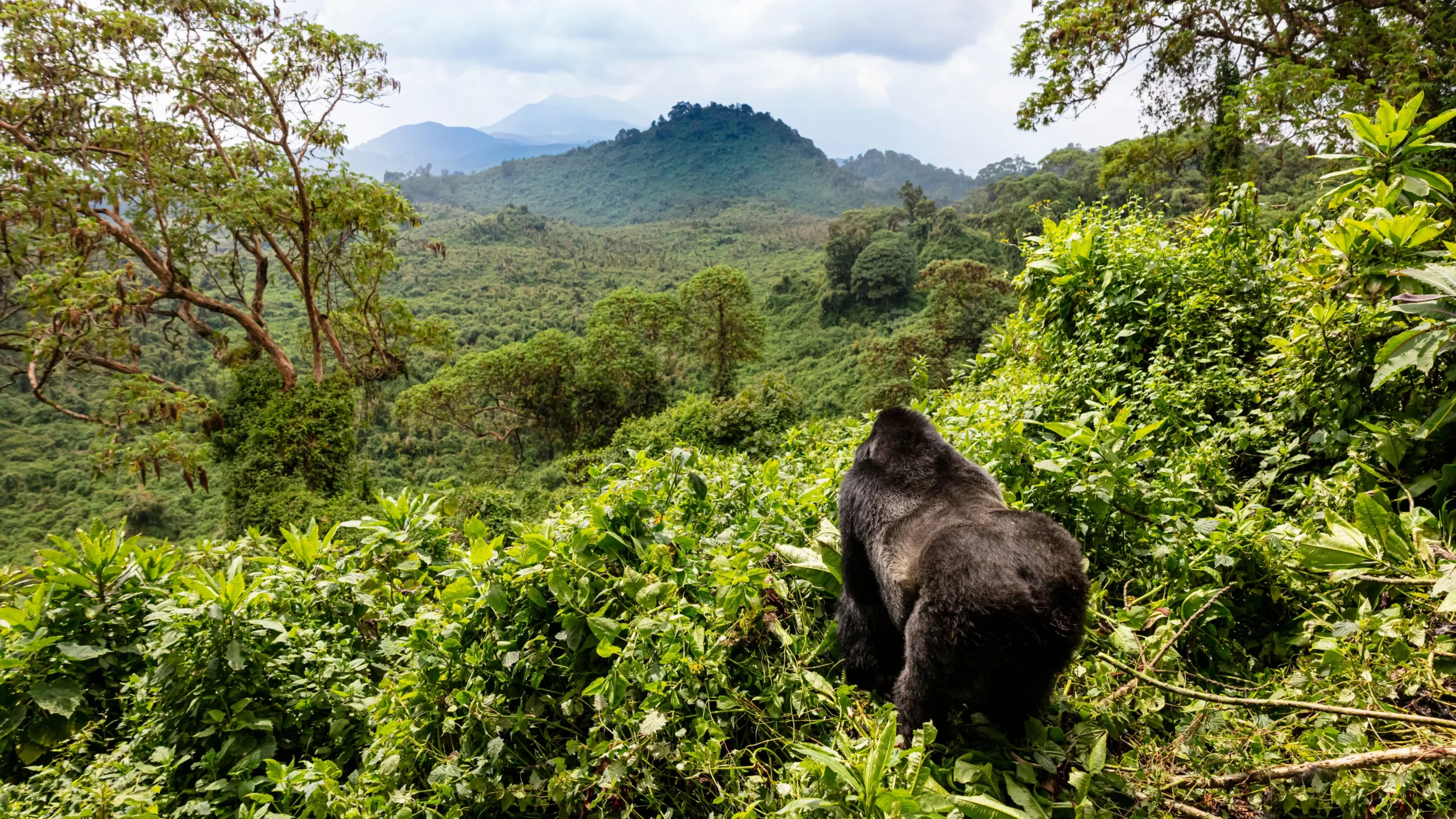 Unforgettable Wildlife Encounters in Rwanda and Tanzania