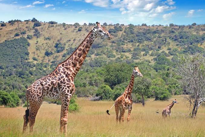 Luxury Wildlife Experiences for Honeymoon Couples