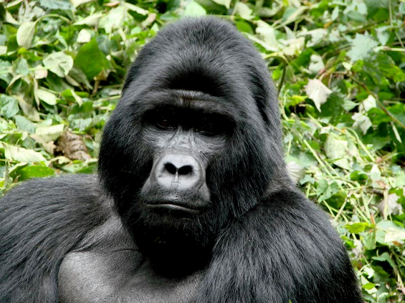 Safari and Honeymoon Adventure