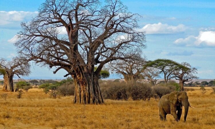 Tarangire is often included in honeymoon itineraries due